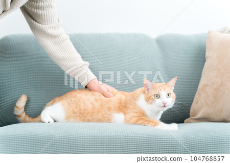 一隻混種貓在家裡的沙發上放鬆,主人的男人撫摸著 一隻混種貓在家裡的沙發上放鬆,主人的男人撫摸著 104768857