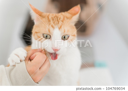 Cat eating snacks at home/cat cafe 104769034