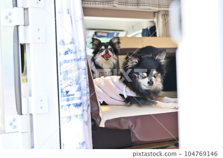 與您的狗一起乘坐露營車 Chihuahua Multi-headed 104769146