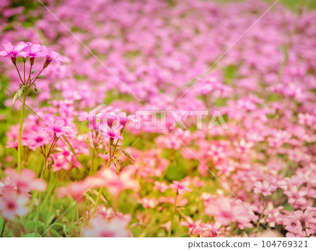 粉紅色酢漿草花簇，一種非本地物種 104769321