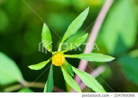 一朵黃色的花,拜登屬,有花瓣狀的葉子(使用微距鏡頭、自然光和特寫攝影) 一朵黃色的花,拜登屬,有花瓣狀的葉子(使用微距鏡頭、自然光和特寫攝影) 104769366