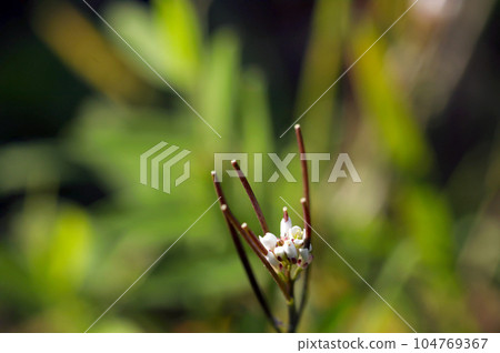 White flowers with four cruciform petals, racemes of Michitane tsukebana (macro lens used, natural light, close-up photograph) White flowers with four cruciform petals, racemes of Michitane tsukebana (macro lens used, natural light, close-up photograph) 104769367