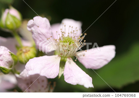 淡粉色覆盆子花（使用微距鏡頭，室外自然光，特寫照片） 104769368