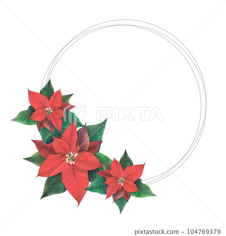 Watercolor illustration round frame with red poinsettia flowers. Realistic winter floral hand drawn picture on white background. Black thin lines for postcards, seasonal greetings, wrapping, stickers 104769379