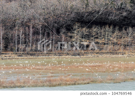 Thousands of swans resting at Lake Nibutani (Saru River) in Biratori, Hokkaido [March] 104769546