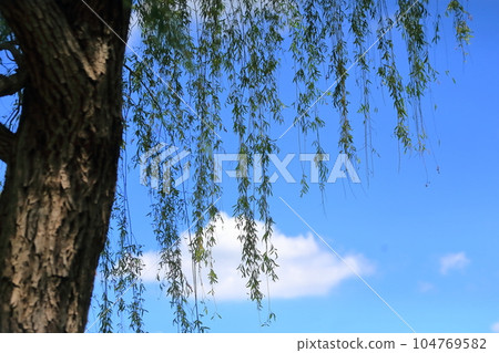 Willow tree Willow tree 104769582