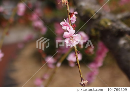 Weeping plum blossoms Weeping plum blossoms 104769809