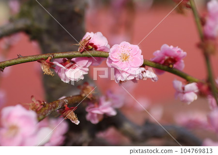 垂枝梅花④ 104769813