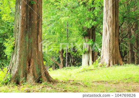 natural landscape with trees 104769826
