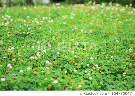 A meadow of white clover in full bloom A meadow of white clover in full bloom 104770047