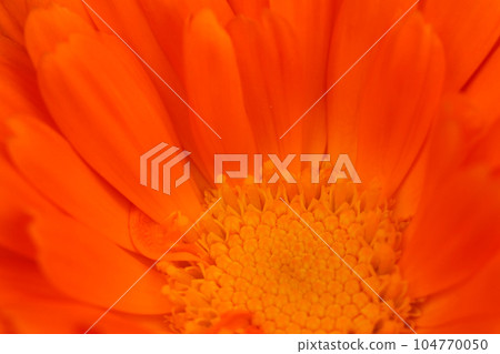 鮮豔的橙色和朱紅色金盞花(使用微距鏡頭、室外自然光、特寫攝影) 鮮豔的橙色和朱紅色金盞花(使用微距鏡頭、室外自然光、特寫攝影) 104770050