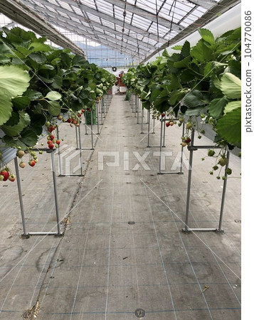 A photo of a greenhouse where strawberries and leaves are growing 104770086