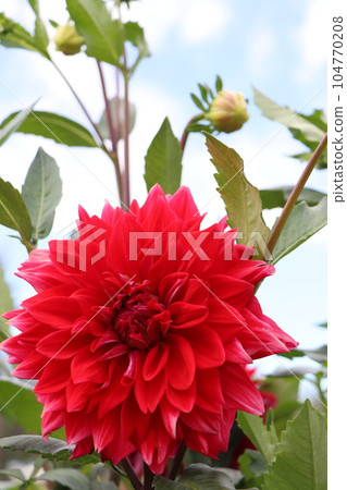 Dahlia flower shining in the sun 104770208