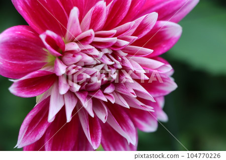 具有輝煌和繁榮花語的大麗花 - 十 具有輝煌和繁榮花語的大麗花 - 十 104770226