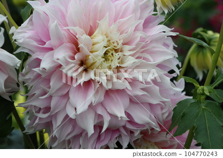 Dahlia flowers introduced to Japan in the late Edo period - Twelve 104770243