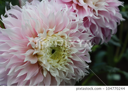 Eleven Dahlia Flowers Introduced to Japan in the Late Edo Period 104770244