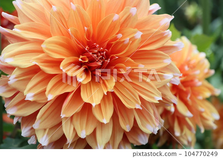 Dahlia flower introduced to Japan in the late Edo period - 6 Dahlia flower introduced to Japan in the late Edo period - 6 104770249