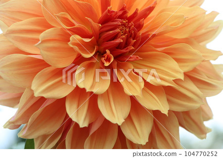 Dahlia flower introduced to Japan at the end of the Edo period - ginseng 104770252