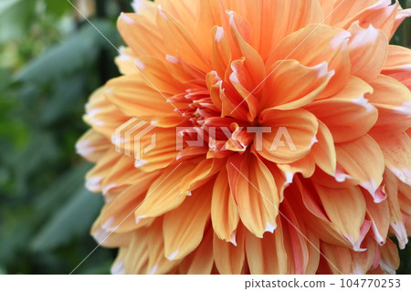 大麗花於江戶時代末期傳入日本 - 2 104770253