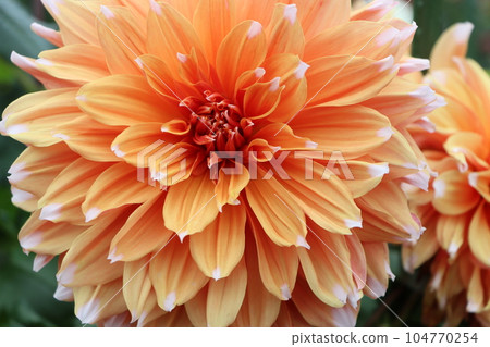 大麗花於江戶時代末期傳入日本 - 1 104770254