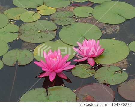 在水面上反射的粉紅色睡蓮 在水面上反射的粉紅色睡蓮 104770272