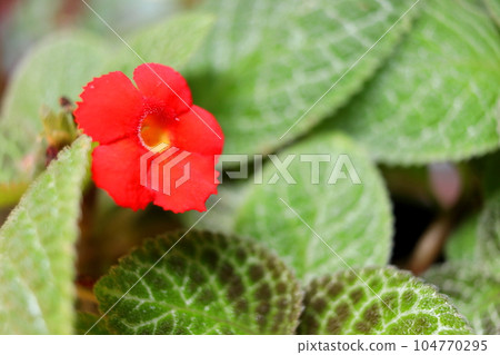 Red flower of Episcia blooming. Red flower of Episcia blooming. 104770295