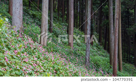 梧桐叢生的秋天山脈 / 埼玉縣常川町 / 9 月 104770391