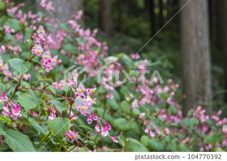 秋季開花的梧桐特寫 / 埼玉縣常川町 / 9 月 104770392