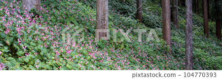 森林中的梧桐樹群 / 埼玉縣常川町 / 9 月 104770393