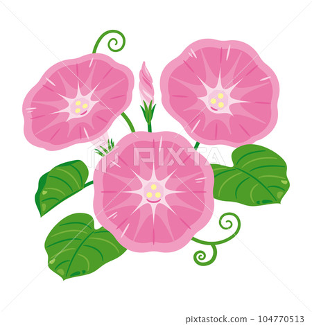 pink morning glory 104770513