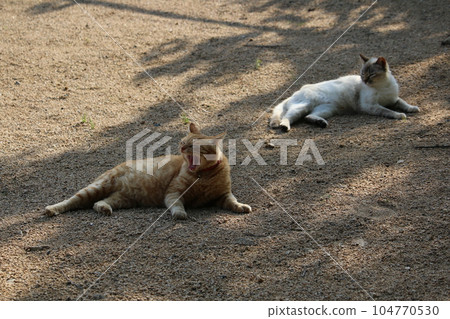 Setouchi Island Cat Setouchi Island Cat 104770530