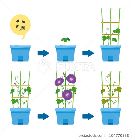 Morning glory growth process 104770588