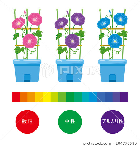 morning glory color scheme 104770589