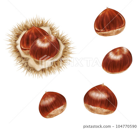 一套模擬水彩風格的栗子和毛刺 104770590