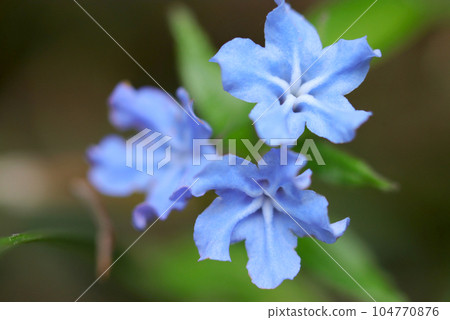 森林中靜靜綻放的淡藍紫色螢火蟲（微距鏡頭、室外自然光、特寫照片） 104770876
