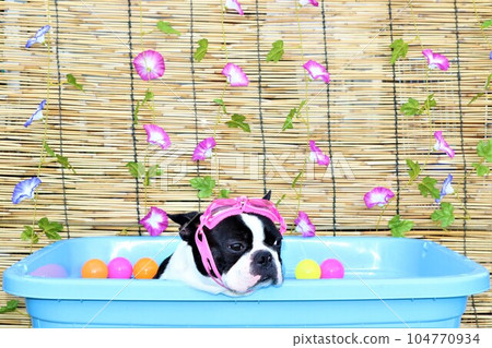 Boston terrier Mighty who is happy to enter my pool with morning glory flowers and colored balls ♡ 104770934
