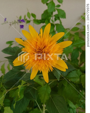 Double flower sunflower 104770976