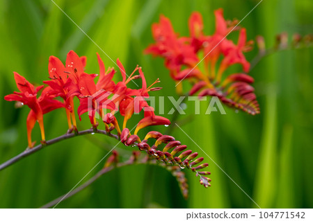 Crocosmia Lucifer 104771542
