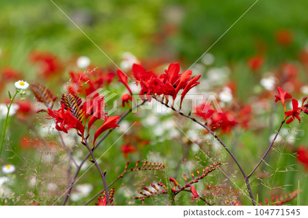 Crocosmia Lucifer 104771545
