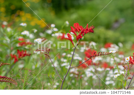 Crocosmia Lucifer Crocosmia Lucifer 104771546