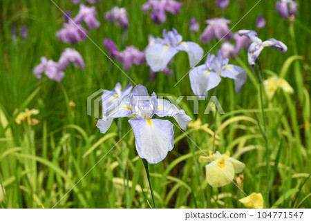 Iris of Hida no Sato Iris of Hida no Sato 104771547