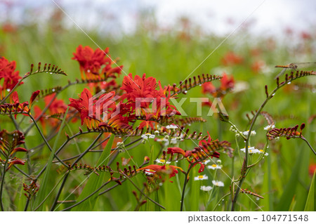 Crocosmia Lucifer Crocosmia Lucifer 104771548