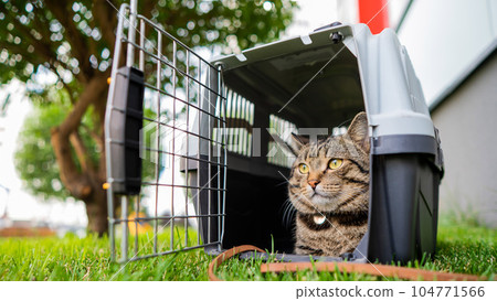 Calm confident gray tabby cat lies in a carrier on green grass outdoors. Calm confident gray tabby cat lies in a carrier on green grass outdoors. 104771566