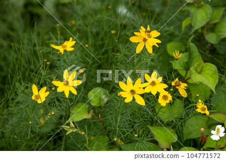 金雞菊 金雞菊 104771572