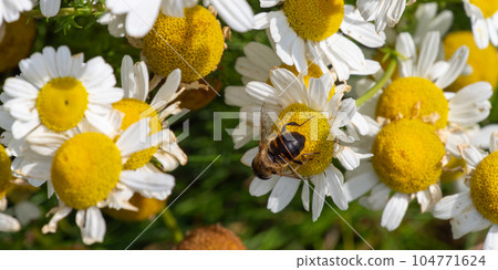 A Hover fly perched on white chamomile flowers on a summer day. White wildflowers. Pollination of plants by insects. bee-like flie perched on white daisy in close up A Hover fly perched on white chamomile flowers on a summer day. White wildflowers. Pollination of plants by insects. bee-like flie perched on white daisy in close up 104771624