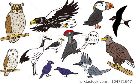 Interesting hand-drawn illustrations of birds in Hokkaido 104771647