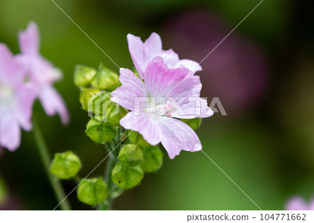 Musk Mallow 104771662