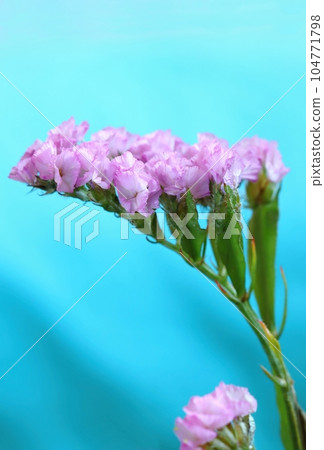 Healing pink sea lavender bloooming 104771798