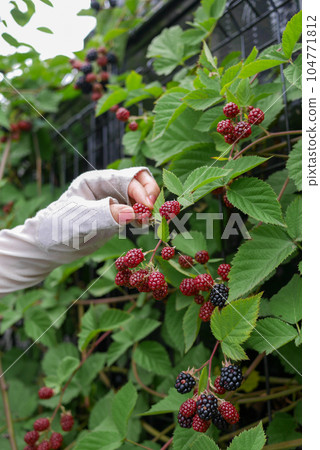 收穫成熟黑莓的女人的手 收穫成熟黑莓的女人的手 104771812