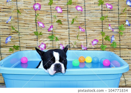 Mighty, a Boston Terrier who is cooling off in a cute pool with morning glory flowers and colored balls♡ 104771834